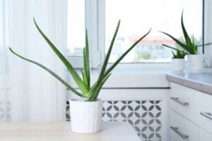 Potted aloe vera plant and space for text on blurred background - houseplant - tips for earth day
